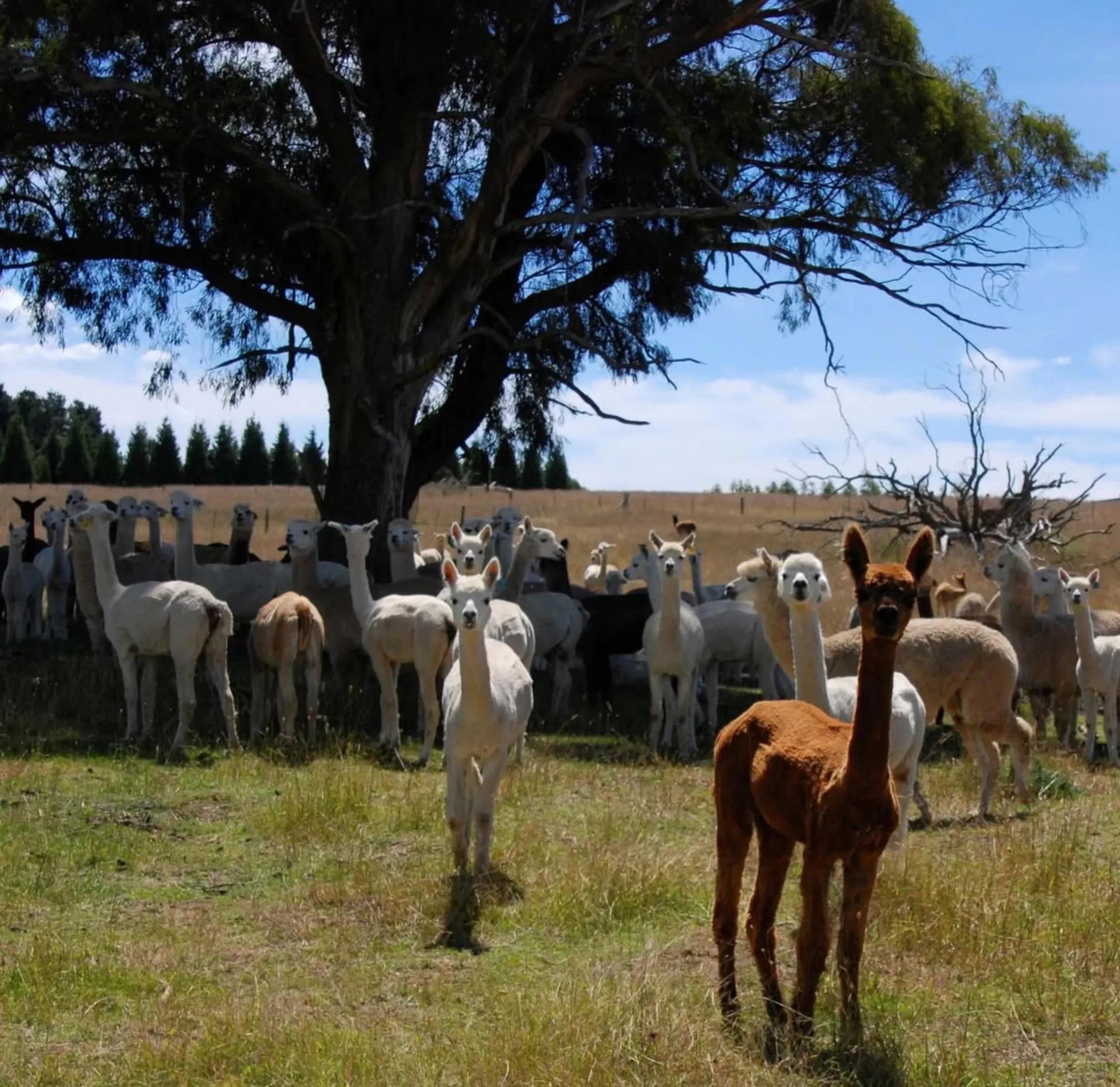 Alpaca Education Workshops, Blue Mountains