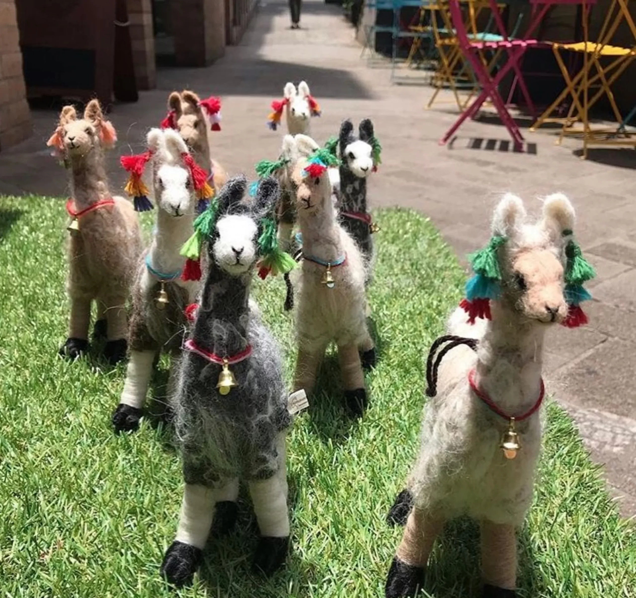 Australian Alpaca Barn