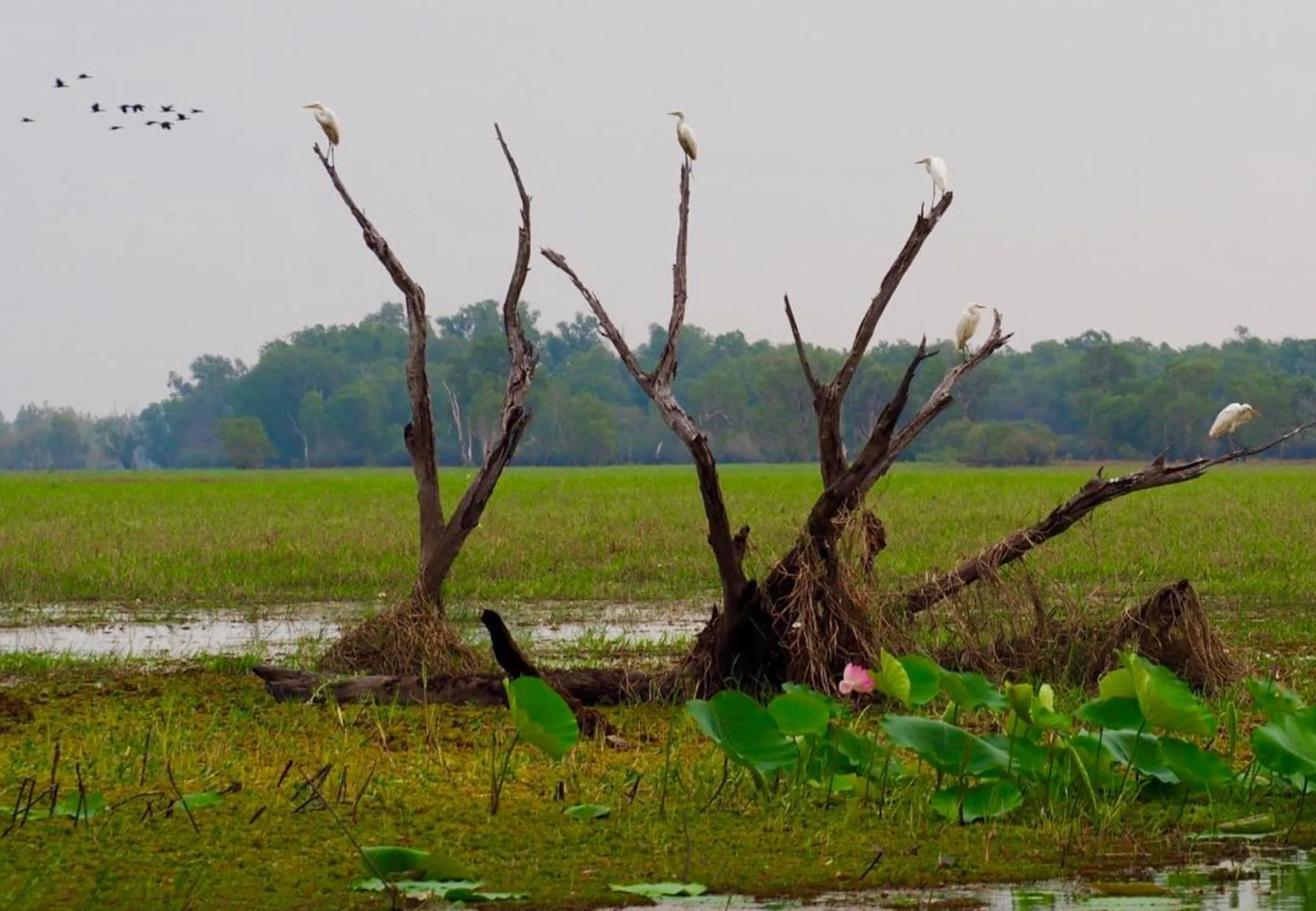 dry season, Kakadu