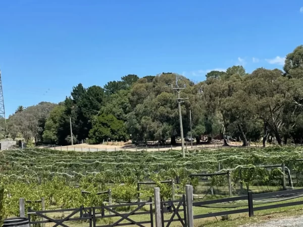 How Many Wineries Are There in the Yarra Valley?