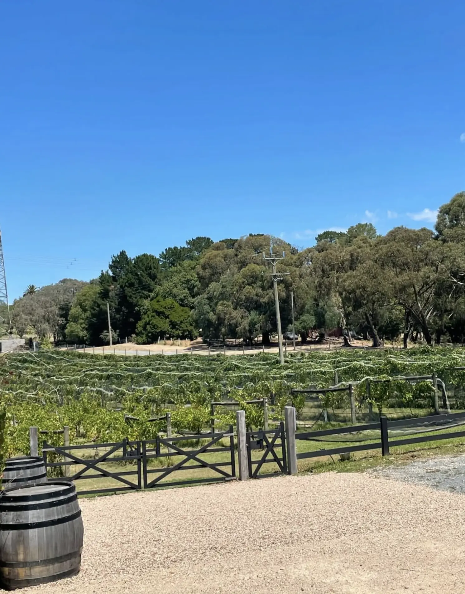 How Many Wineries Are There in the Yarra Valley?