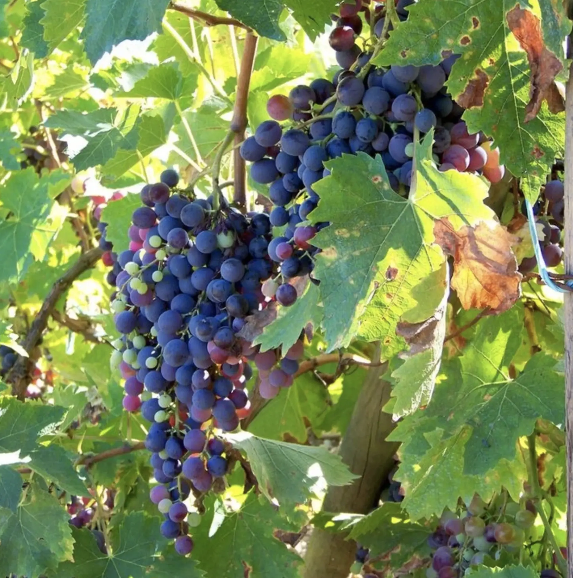 boutique wineries yarra valley